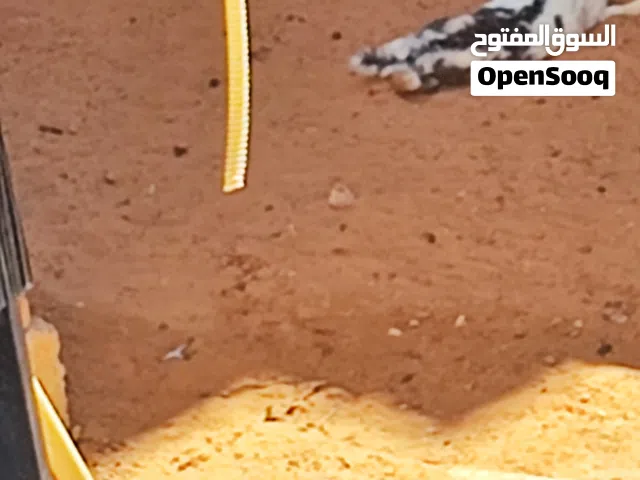 ارنب مالطي انتايا 6 شهور