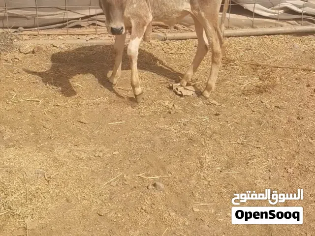 للبيع بقره محليه تحت ثور زاهب