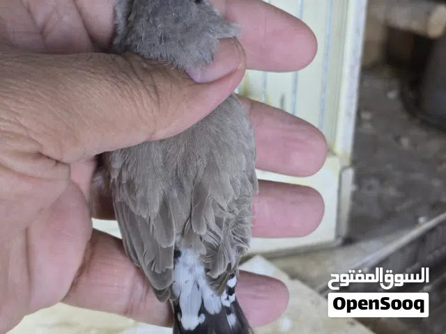فنشات جامبو مال محميه