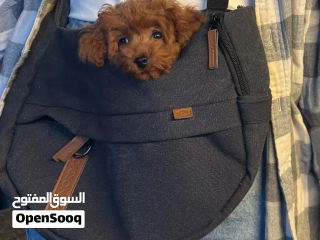 Beautiful Female Toy Poodle Puppy Available