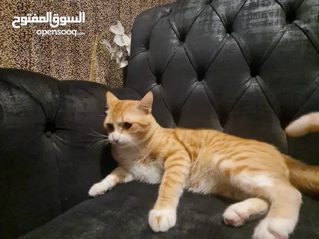 قط للتبني في عجمان