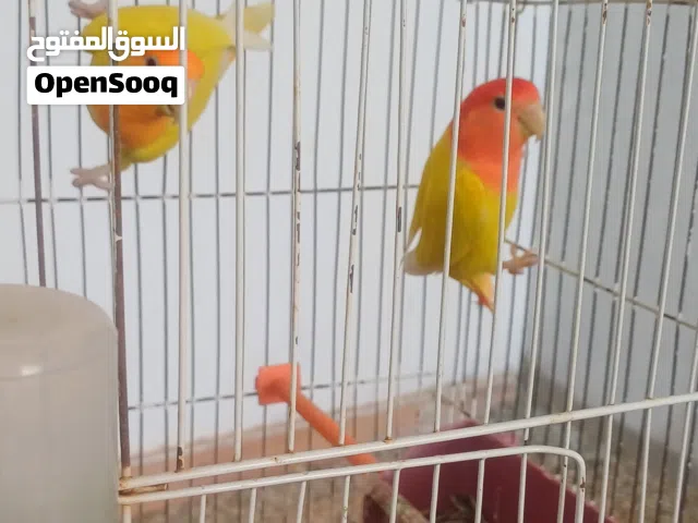 كوبيه ربي يبارك