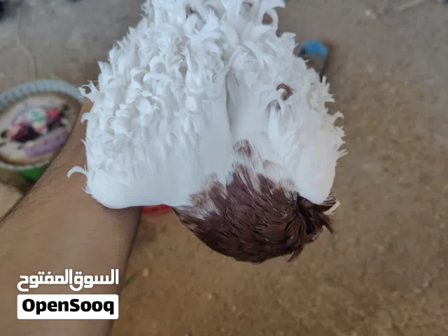 فحل نكرو شرط الصحه وشرط التبزير
