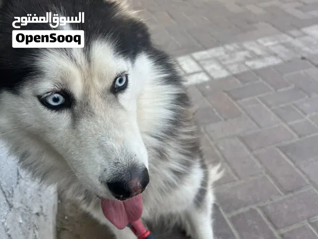 ابحث عن كلب هاسكي لتزاوج عندي كلبة