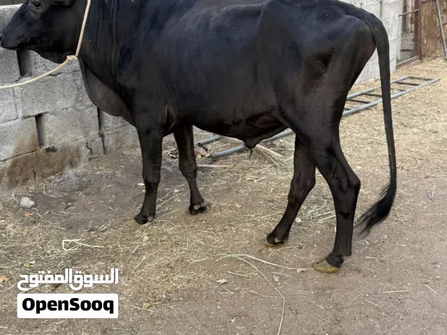 للبيع ثور 000000