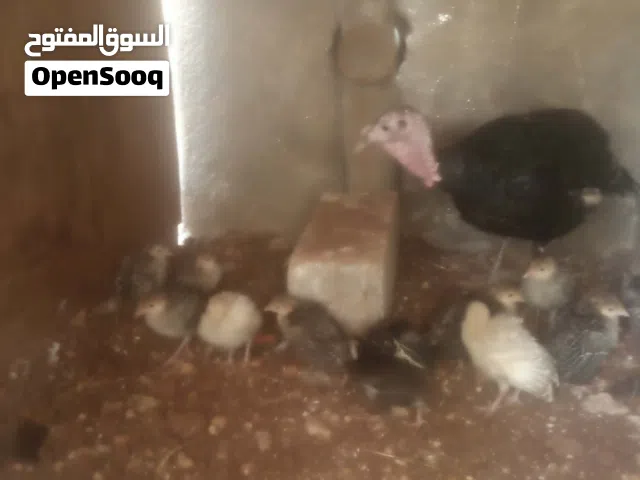 حبشه معها 12 صوص