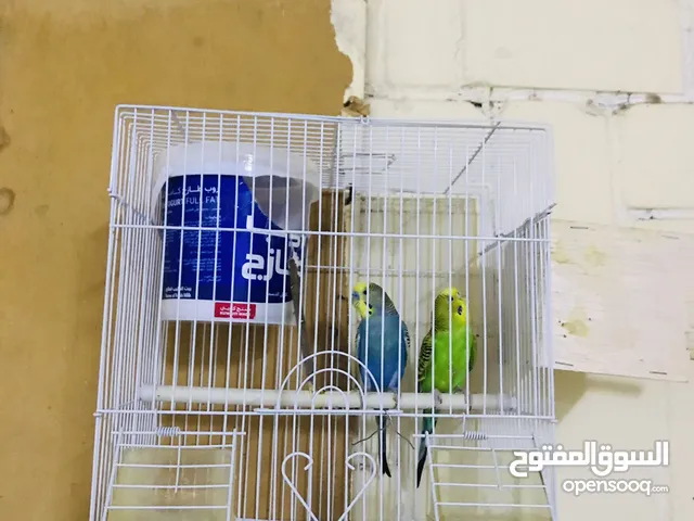 For sale love birds breeding pair