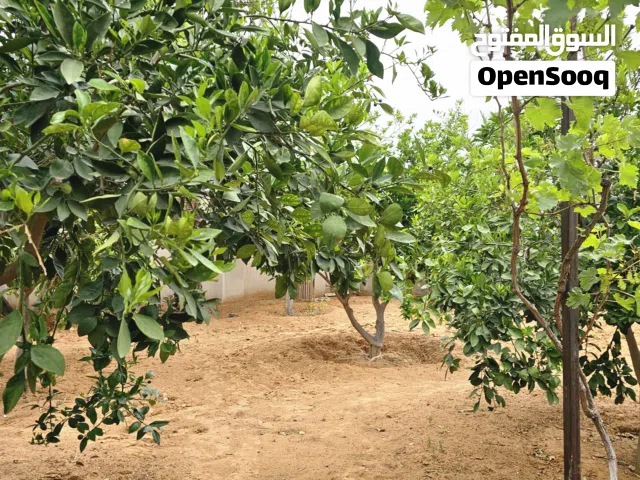 Studio Farms for Sale in Tripoli Salah Al-Din