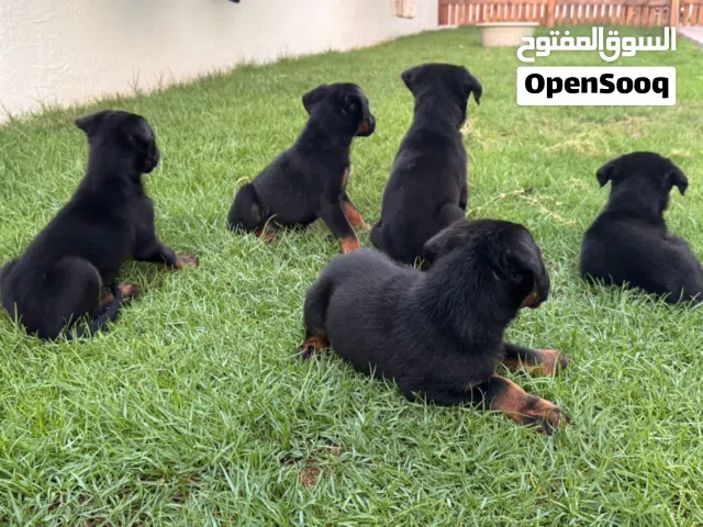 Doberman Puppies