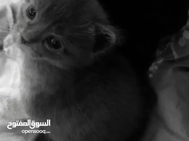 قطط شيرازي ذكور وإناث