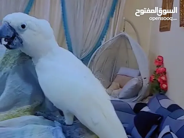 White Umbrella Cockatoo أمبريلا كوكاتو