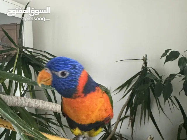 Lovely rainbow lorikeet trained and can do some tricks
