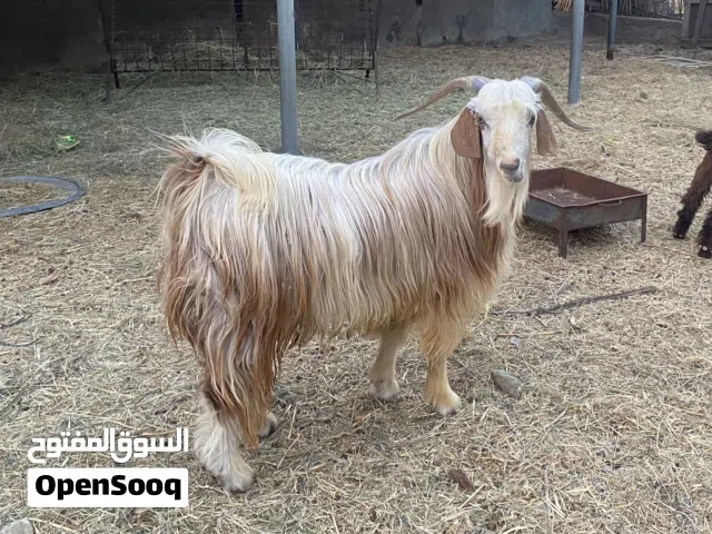 للبيع تيس حلال الرحوب