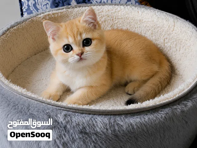 انثى سكوتش