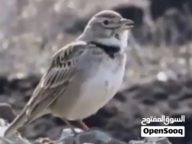 مطلوب ترغة