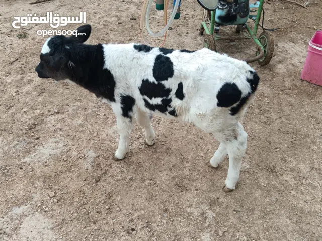 عجل حليب عمر اسبوع