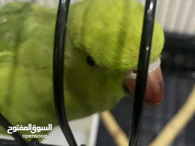 ببغاء دره انثى تتكلم اسمها