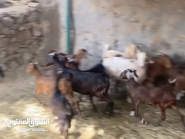 للبيع حلال طيب وبسعر طيب وحلال سمان ماشاء الله ولا يكلمني غير الجاد