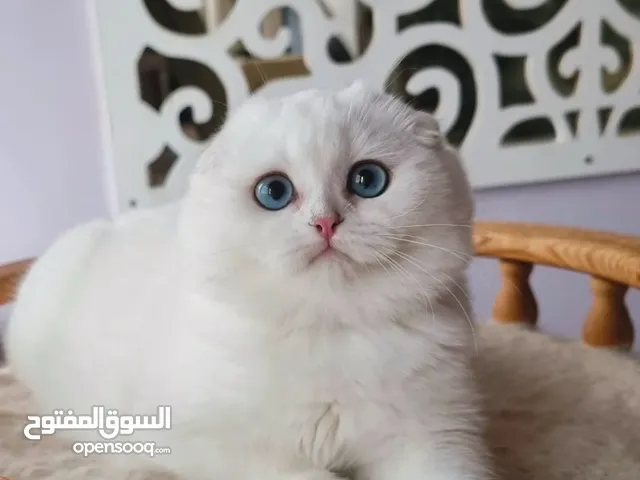 Scottish fold blue eye kitten