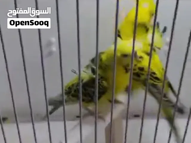 بسم الله ما شاء الله جوز نخب اول