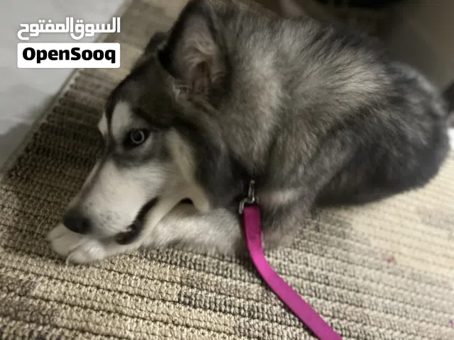 كلب هاسكي بيور (اسمه / اليكسا )