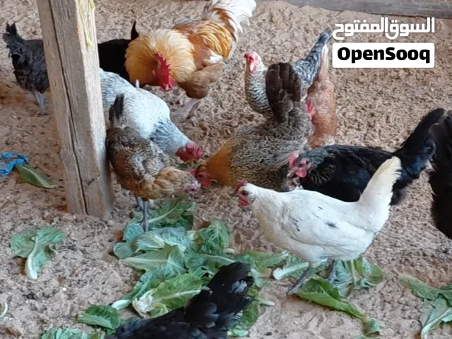 دجاج عربي للبيع