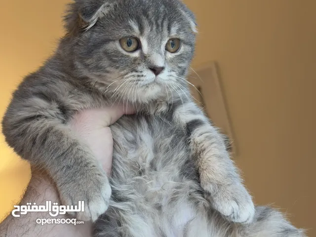 Scottish fold male سكوتش فولد ذكر