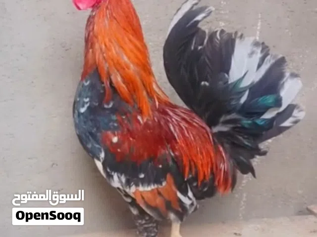 ديج شمسي نضيف
