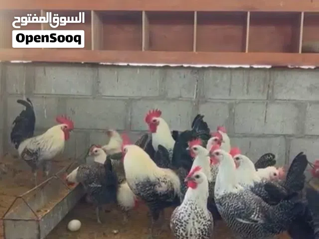 صيصان فيومي سلفر كلاسيك بيور بدون تهجين ماخذات التحصينات