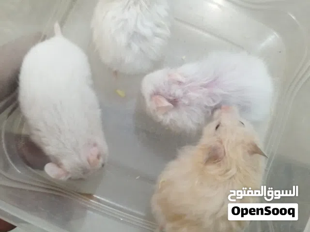 hamster surian