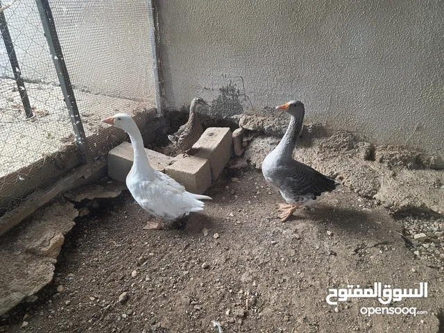 جوز وز شغال للبيع