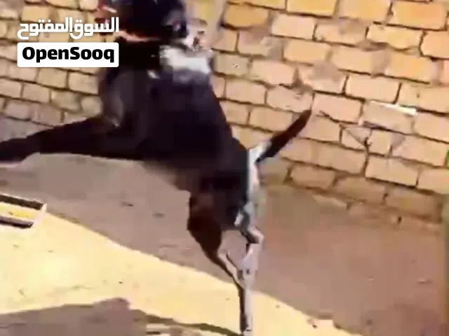 كلاب ملينوا للستفسار