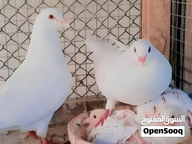 حمام لاحم فرنسي للبيع
