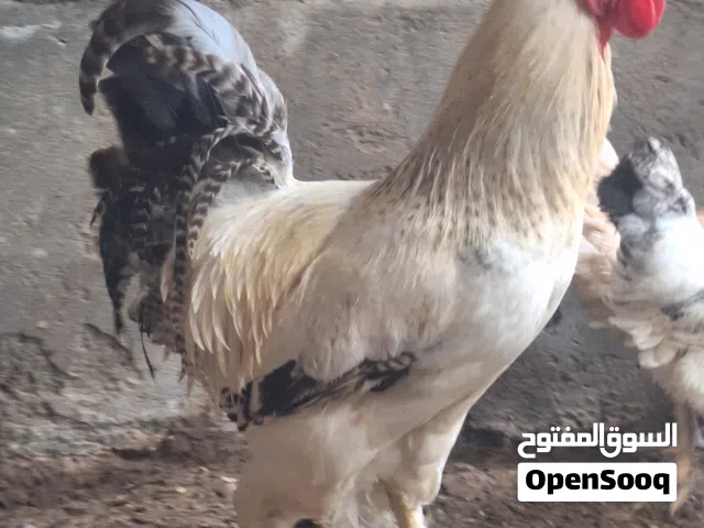 ديك فرنسي ضخم  حجم ومستوى رقم واحد