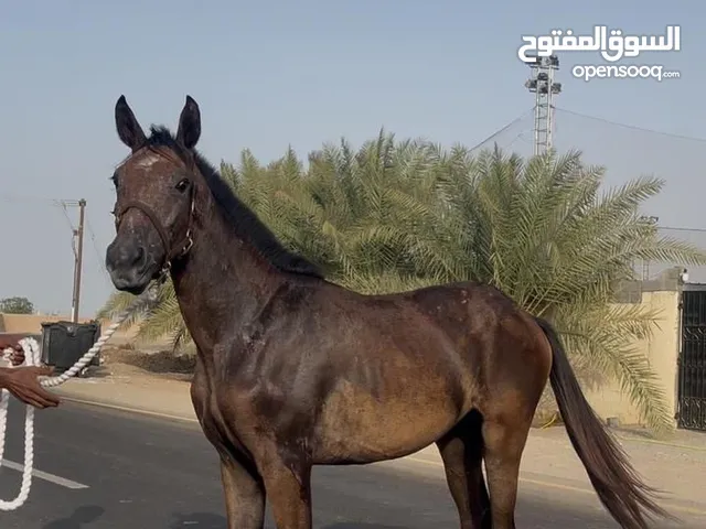 مهره عربية بنت مطر ولد منجز
