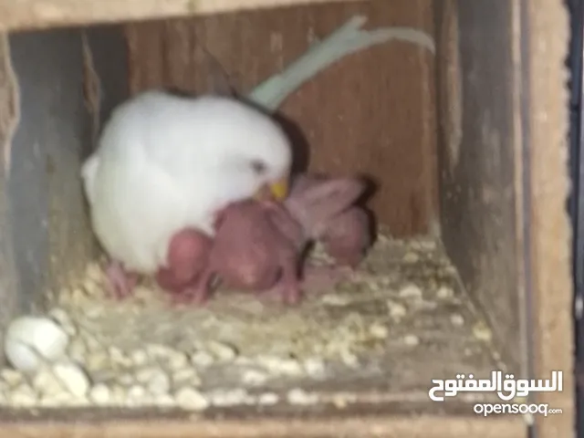 جوز حب مع فراخه
