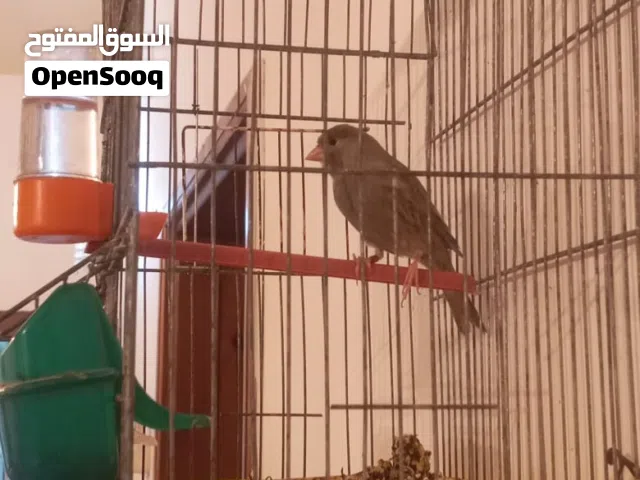 كناري مخوص ربي يبارك شريانه