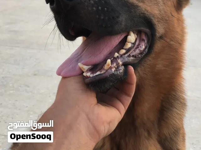 مطلووب كلب اكرمكم الله لتبني وبارك الله فيكم