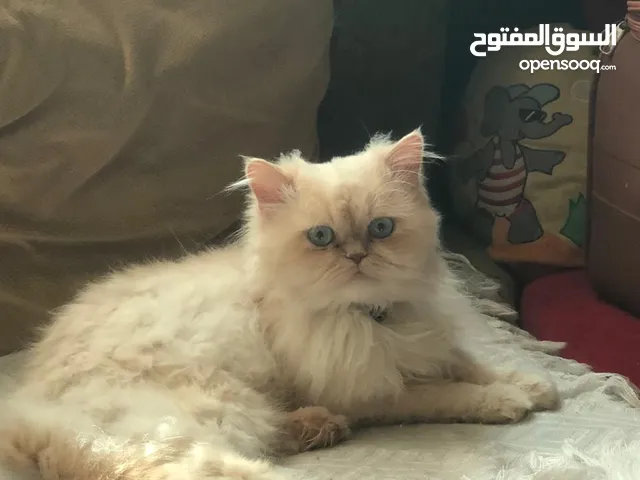 للتبنى قط ذكر شيرازي هادى جدا ونظيف بس