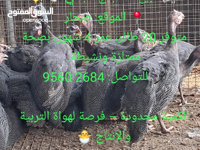 دجاج حبشي للبيع مطلوب فالحبه 3ريال قابل