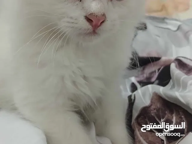 قطة شيرازي بيضاء للبيع