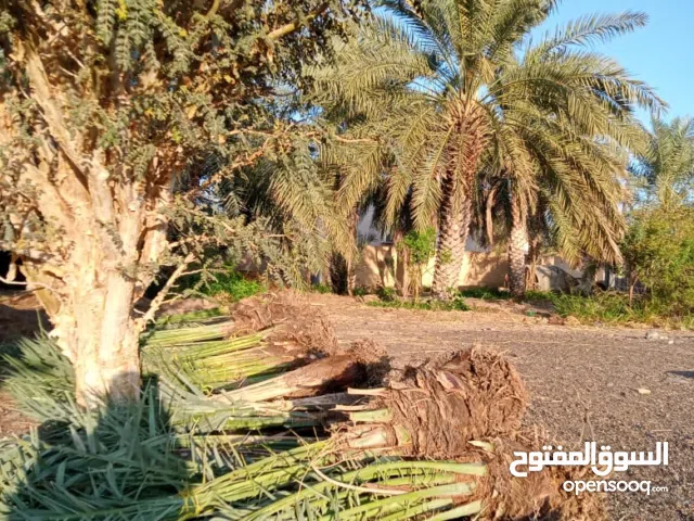 للبيع صرم خلاص ونغال وخنيزي وخصاب وبرني ومدلوكي