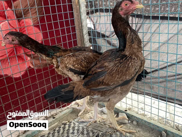 للبيع دجاج باكستاني سندي