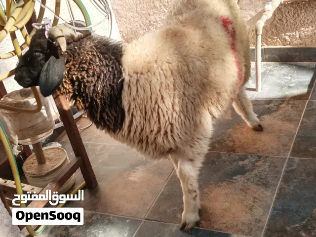 السلام عليكم اخر قطعه السعر 2150