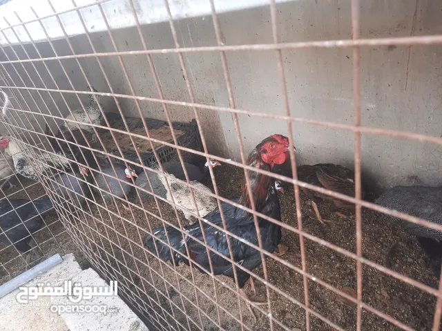 دجاج ألماني وبلدي وفيومي ولمبرغي وفرعوني