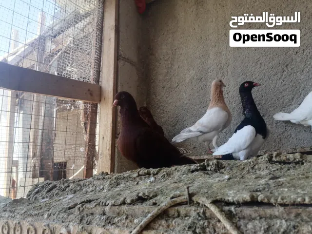 زقه حمام حوالي 100 طير اغلبها خشنه فيها بغدادي وفيها ريحاني ومراسلي وشكلي ادفع بحق والله وشيل البيع