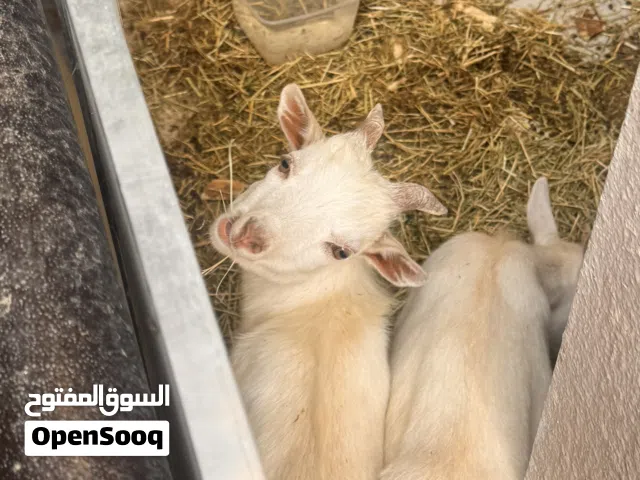 ماعز قزم تيس وجفره للبيع