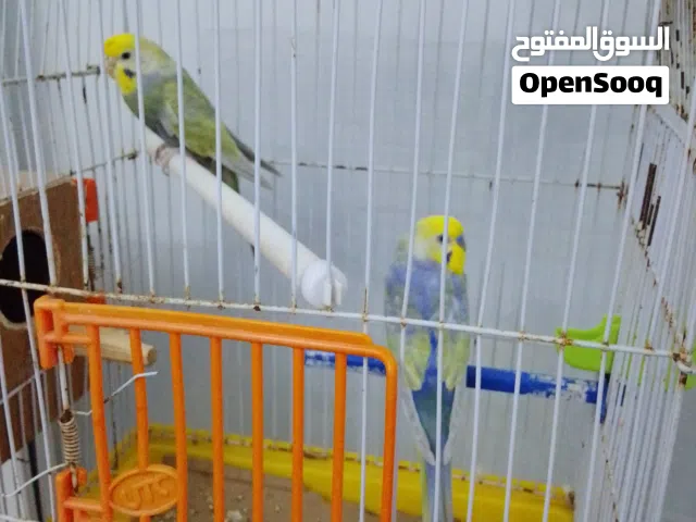 كوبيه بقلينو رينبو