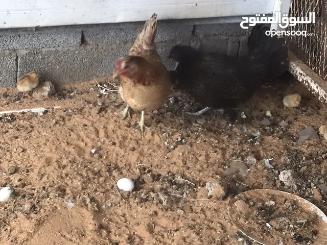 دجاج عربي ربي يبارك للبيع دجاج