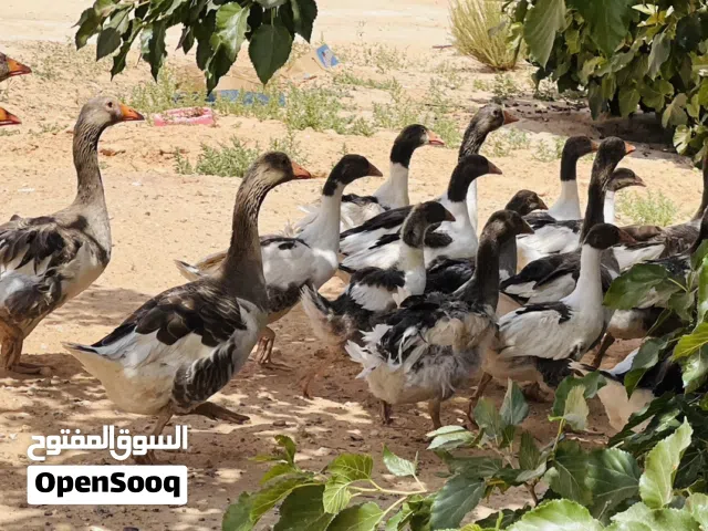 وز كيرلي سلالة تبارك الرحمان اقرا وصف